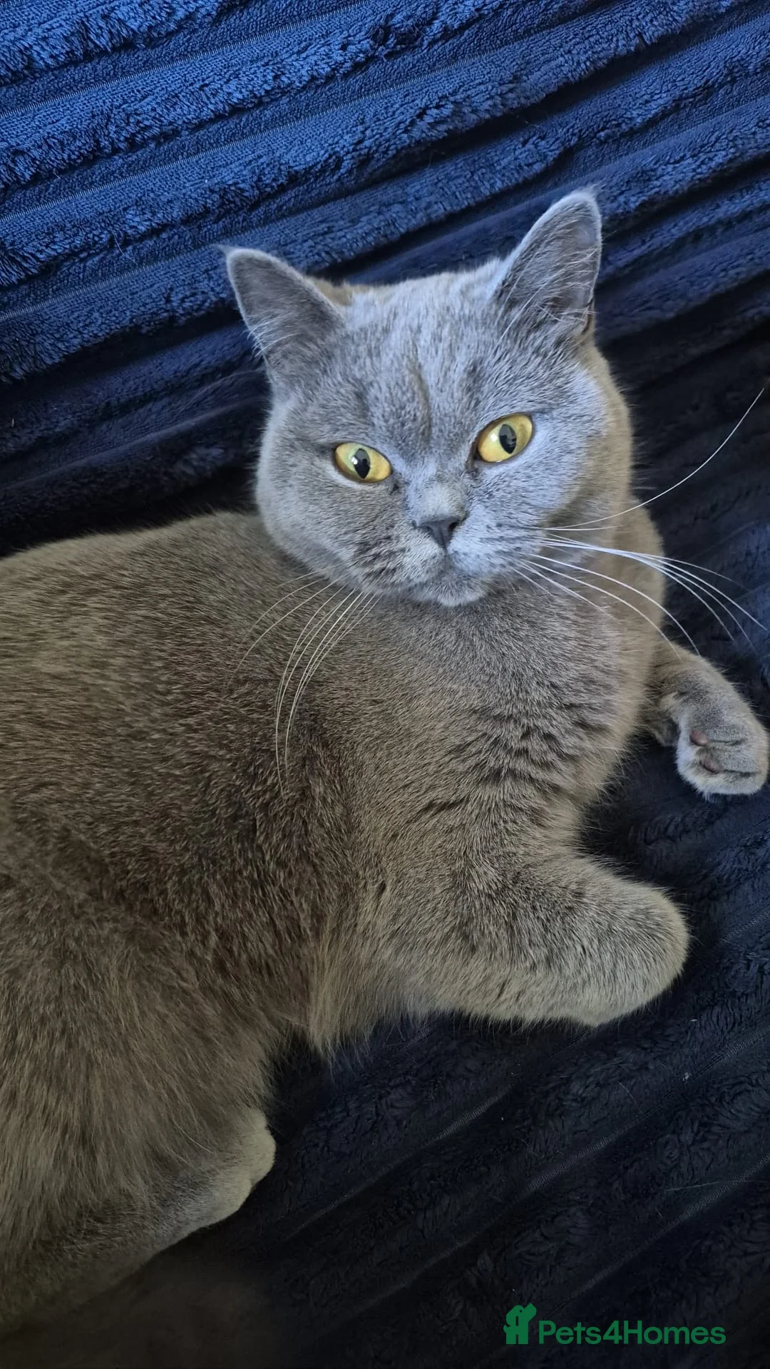 British Shorthair cats for sale: Pure breed blue British short hair Active in London - Advert 2