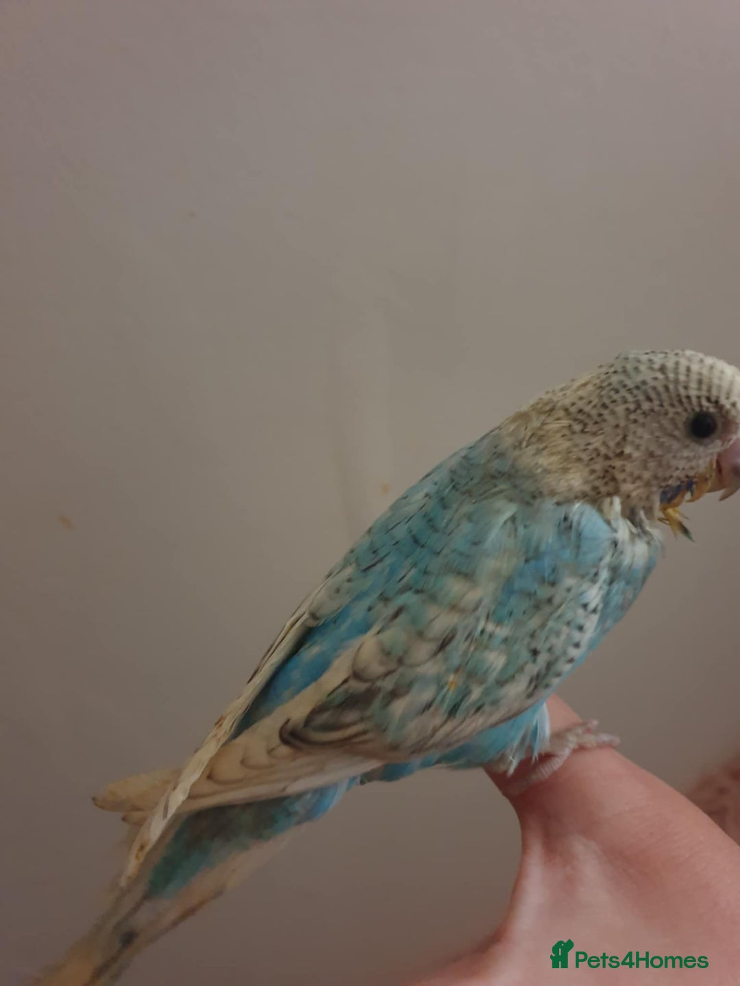 Budgerigars birds for sale: Beautiful hand reared baby budgies  - Advert 2