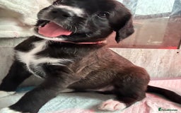 Mixed Breed dogs for sale:  Boxer-Doodle - Image 9