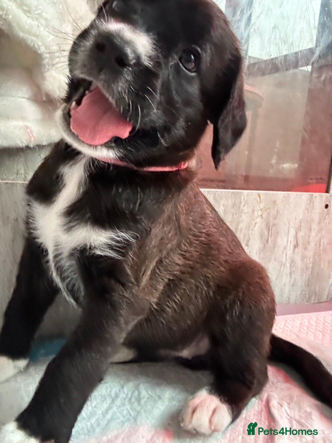 Mixed Breed dogs for sale:  Boxer-Doodle - Image 9