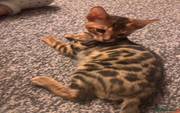Bengal cats for sale: Bengals  - Image 17