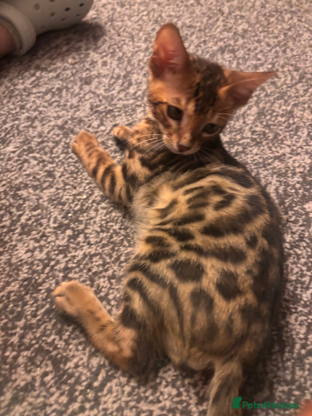 Bengal cats for sale: Bengals  - Image 17