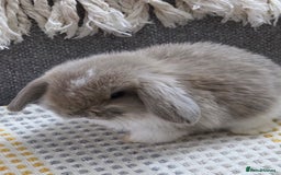Mini Lop rabbits for sale: Minilops - Image 2