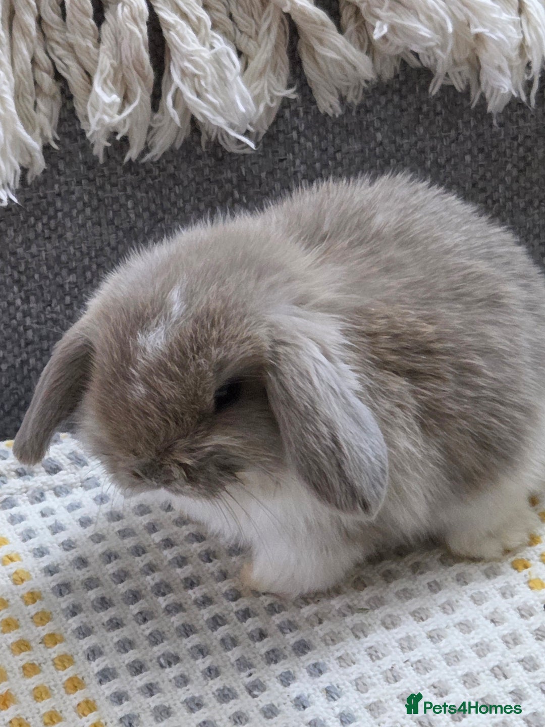 Mini Lop rabbits for sale: Minilops - Image 2