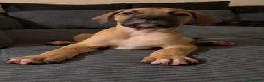 Mixed Breed 1