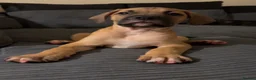 Mixed Breed dogs for sale: Bandogge mastiff pups  - Advert 8