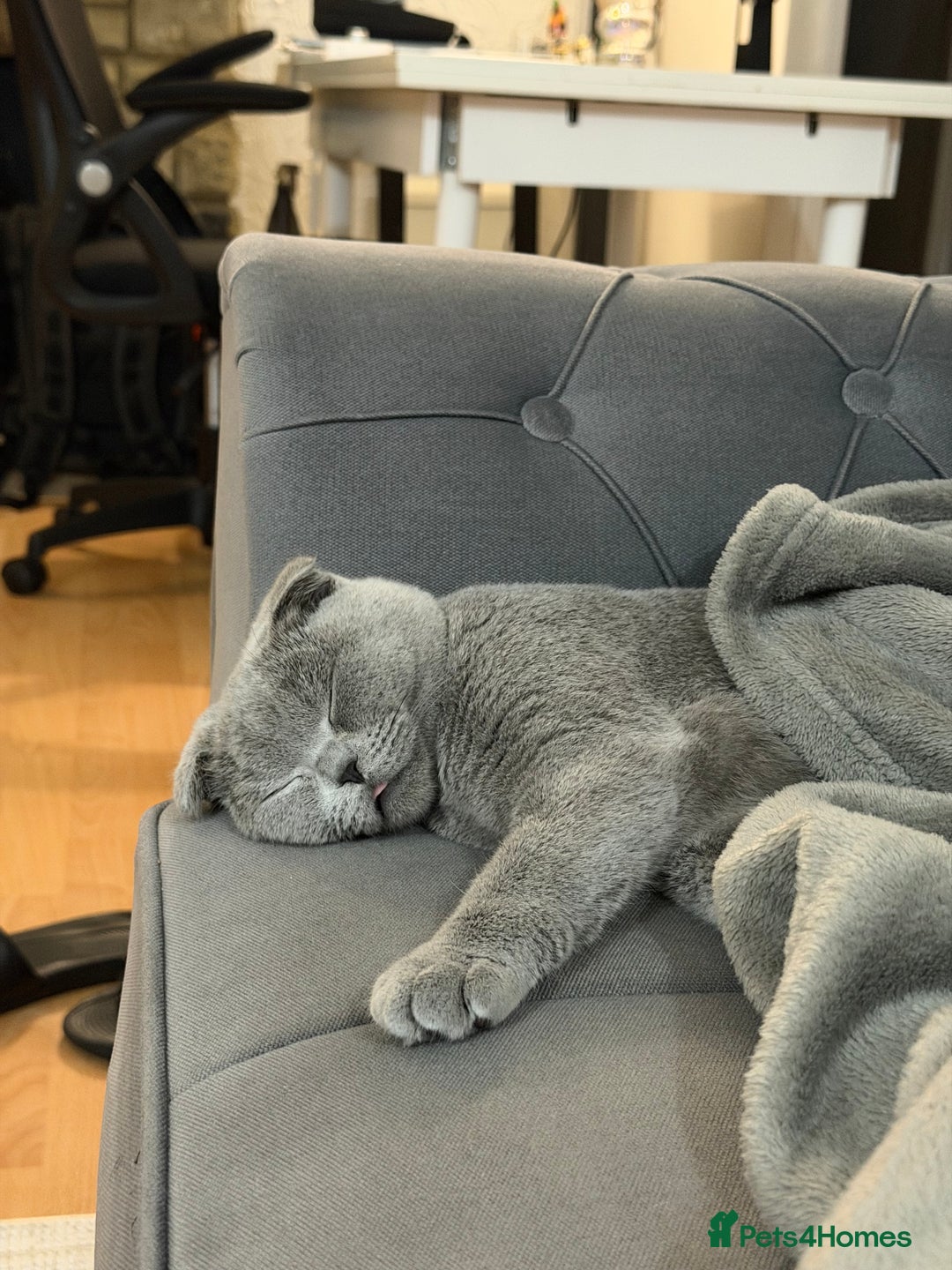 Scottish Fold cats for sale: Spayed/Neutered Scottish fold with everything  - Advert 4