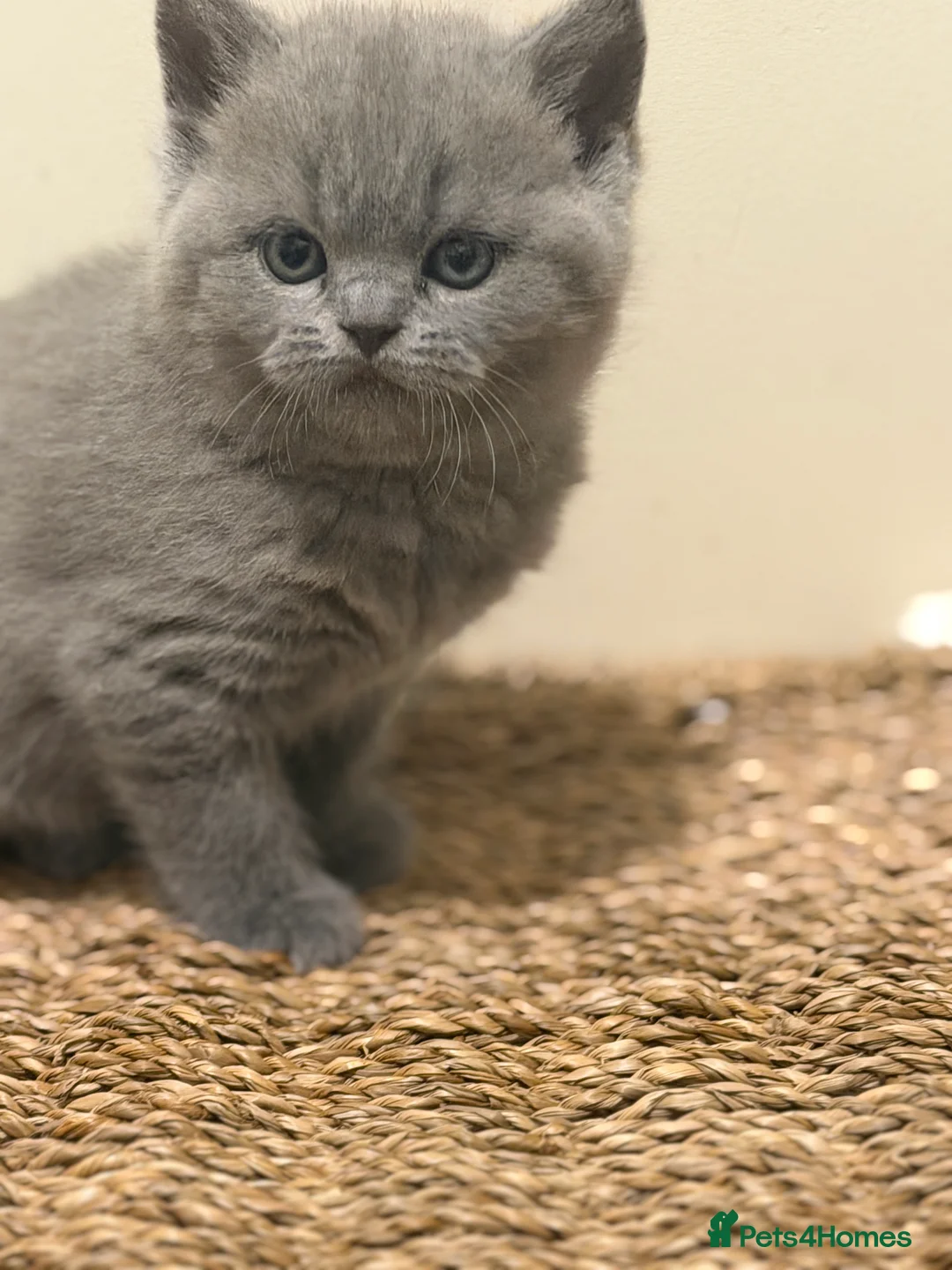 British Shorthair cats for sale: Adorable British Shorthair Blue and Lilic kittens - Advert 11