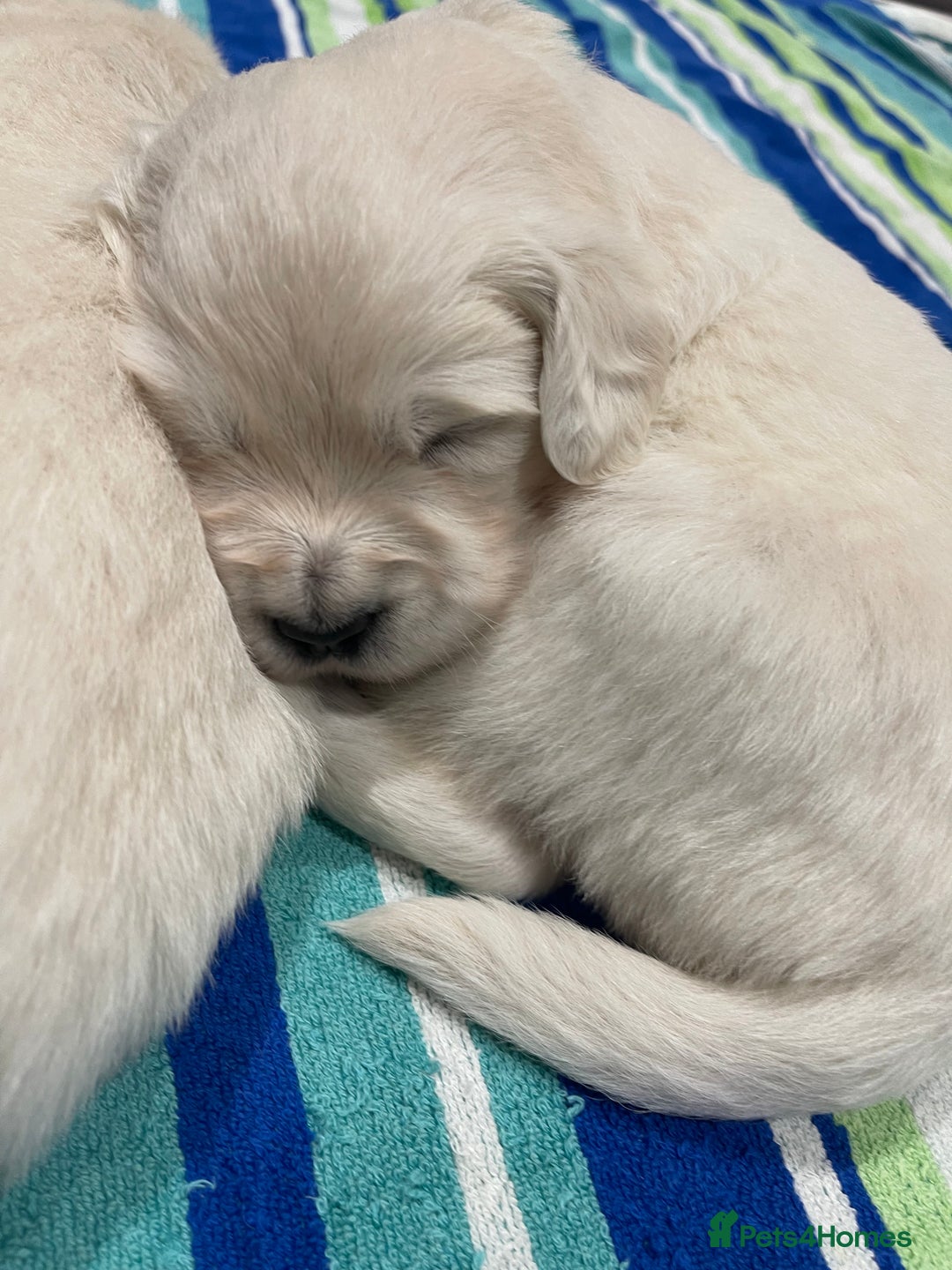 Golden Retriever dogs for sale: Quality Bred Golden Retriever Puppies - Advert 2