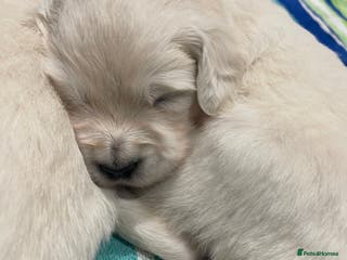 Golden Retriever dogs Quality Bred Golden Retriever Puppies - Advert 2