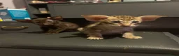 Oriental cats for sale: Gorgeous Oriental Kittens ready now - Advert 16