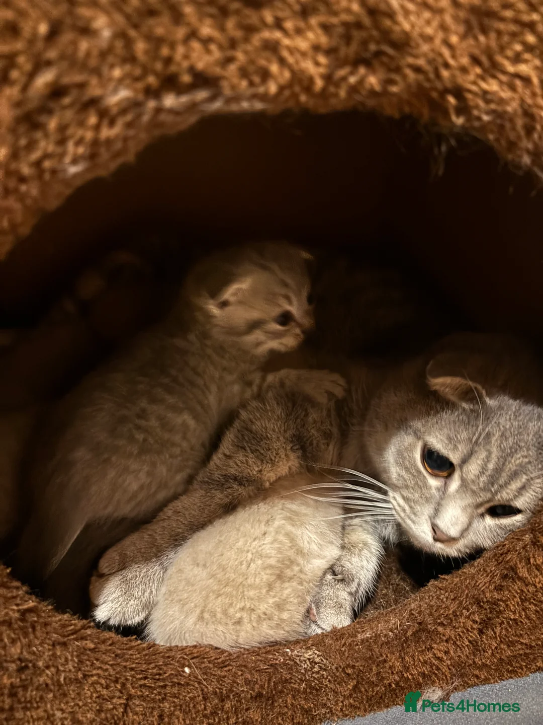 British Shorthair cats for sale: British shorthair/scottish fold - Advert 1