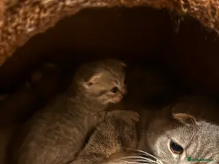 British Shorthair cats British shorthair/scottish fold - Advert 1