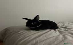 Silver rabbits for sale: Elderly Silver Marten House Rabbit - Image 4
