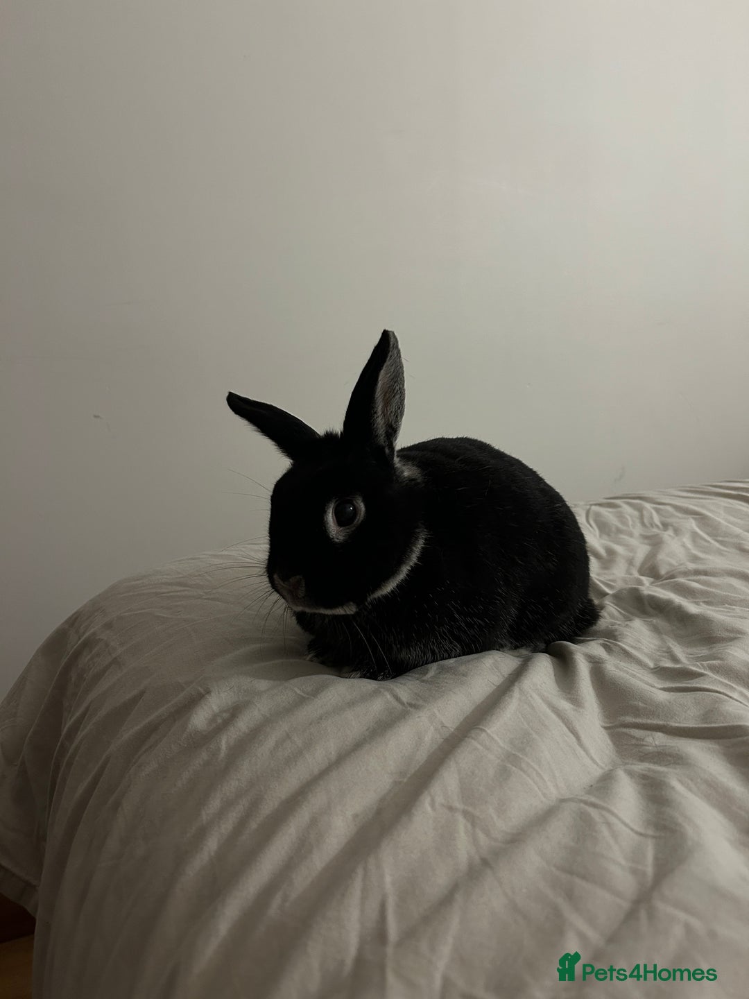 Silver rabbits for sale: Elderly Silver Marten House Rabbit - Image 4