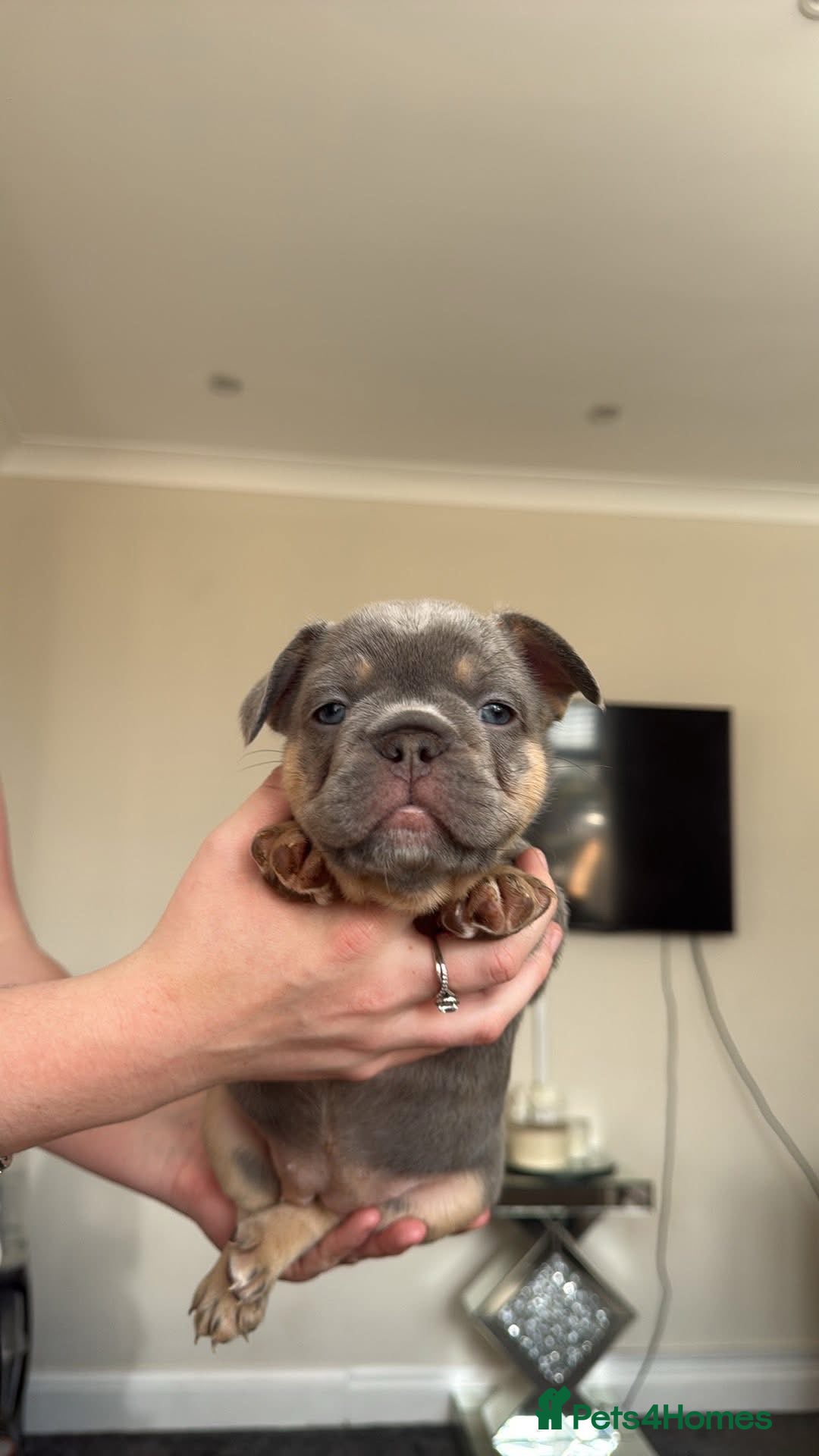 French Bulldog dogs *ONLY ONE LEFT* DWKC Reg French Bulldogs - Advert 4