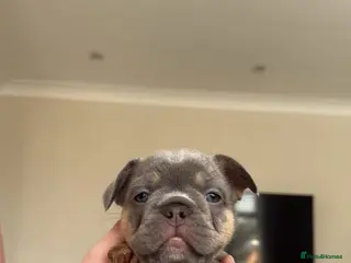 French Bulldog dogs *ONLY ONE LEFT* DWKC Reg French Bulldogs - Advert 4