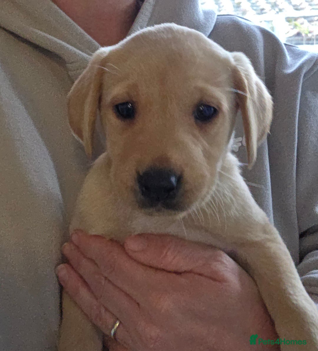 Labrador Retriever dogs for sale: Labrador puppies - Image 10