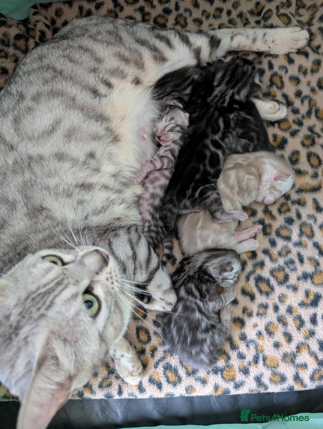 Bengal cats for sale: TICA REG 💕 2 Beautiful bengal boys  - Image 8
