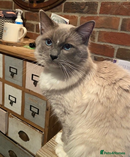 Ragdoll cats GCCF Reg. Blue point mitted Ragdoll Stud - JEEVES - Advert 7