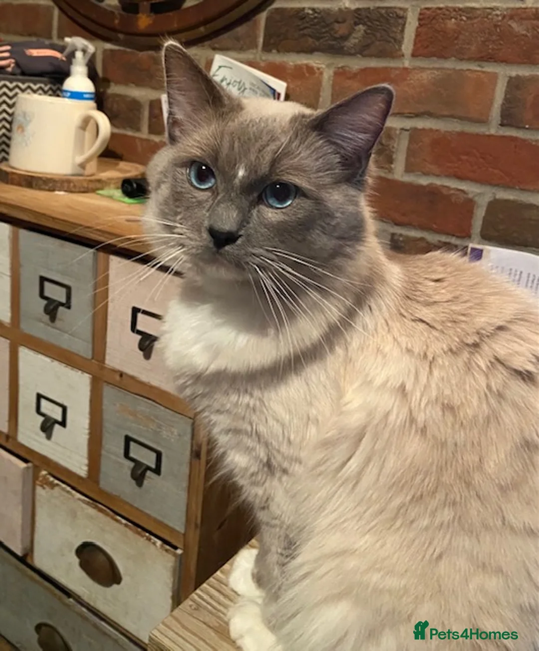 Ragdoll cats for stud: GCCF Reg. Blue point mitted Ragdoll Stud - JEEVES - Advert 3