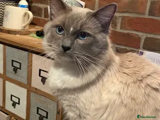 Ragdoll cats GCCF Reg. Blue point mitted Ragdoll Stud - JEEVES - Advert 7