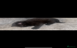 European cats for sale: Fluffy Kittens  - Image 3