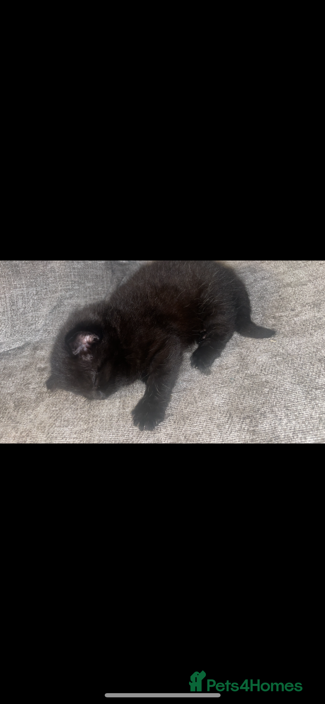 European cats for sale: Fluffy Kittens  - Image 3