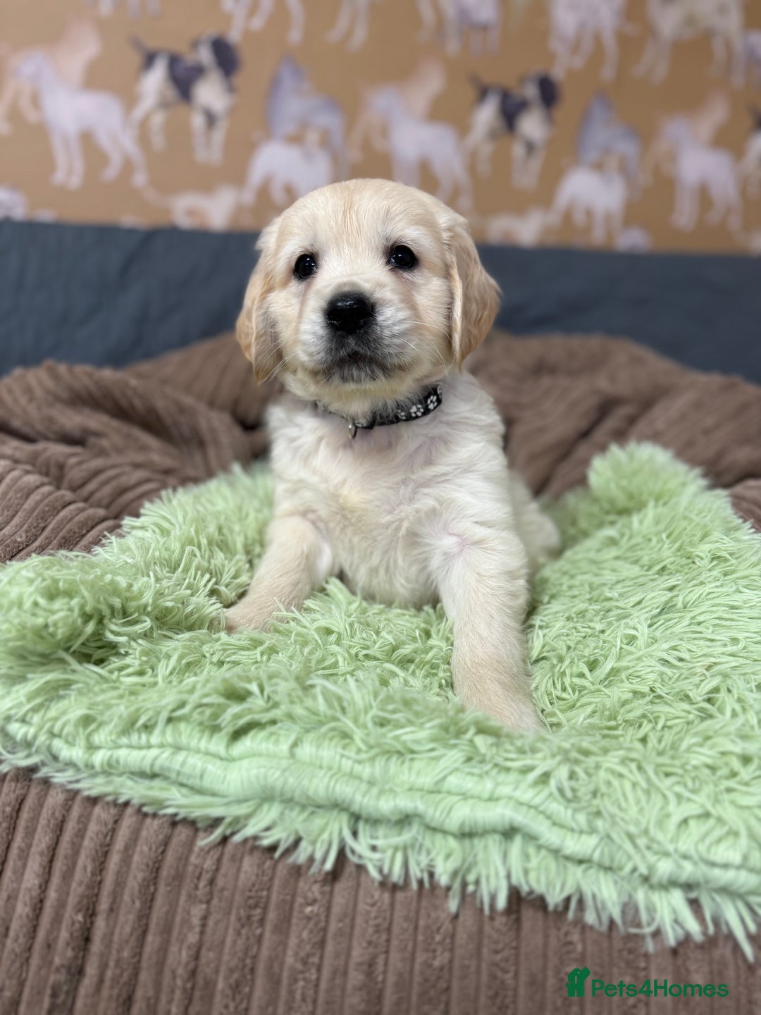 Golden Retriever dogs for sale: Kc registered DNA clear Golden Retriever Puppies - Advert 17