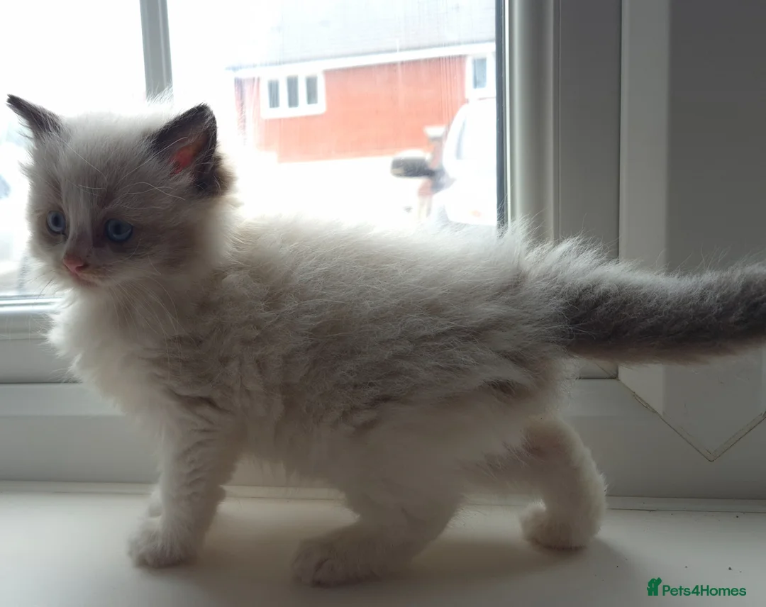 Ragdoll cats for sale: Beautiful ragdolls - Advert 2