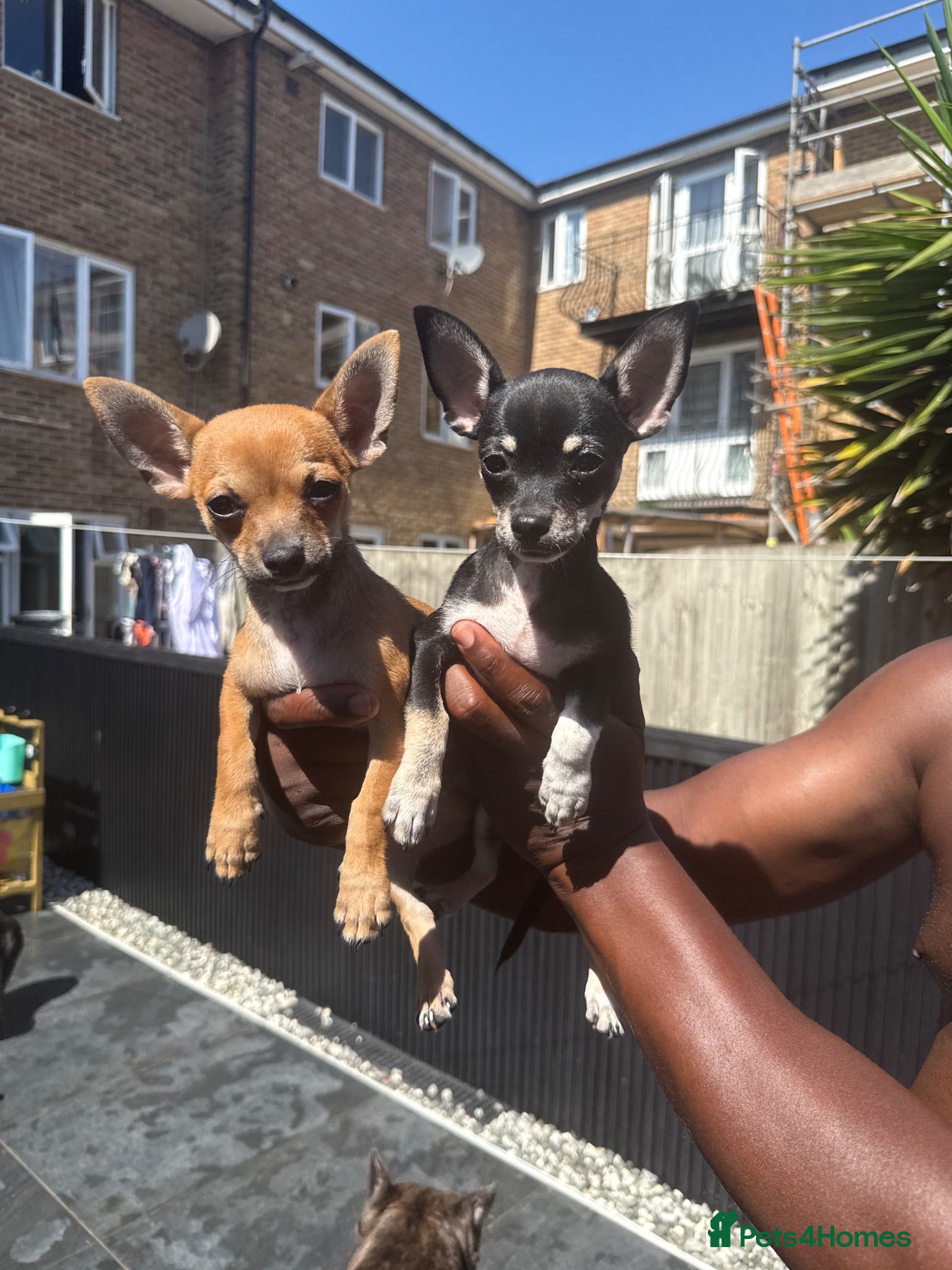 Chihuahua dogs Smooth Coat Chihuahua Puppies - Advert 1