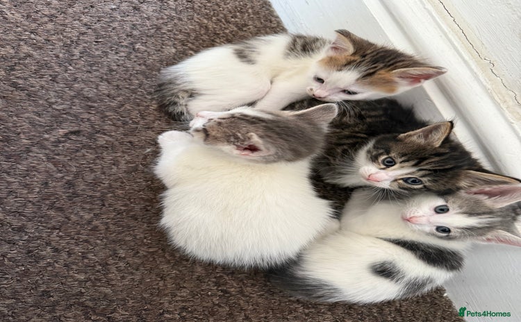 Mixed Breed cats - Advert 2