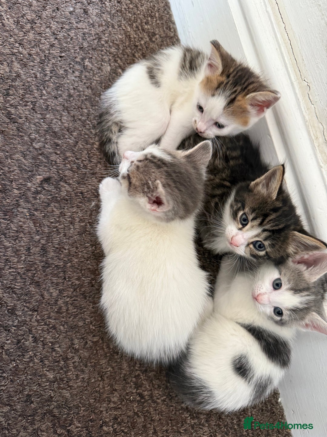 Mixed Breed cats for sale: Cuddly kittens up for adoption  - Image 1