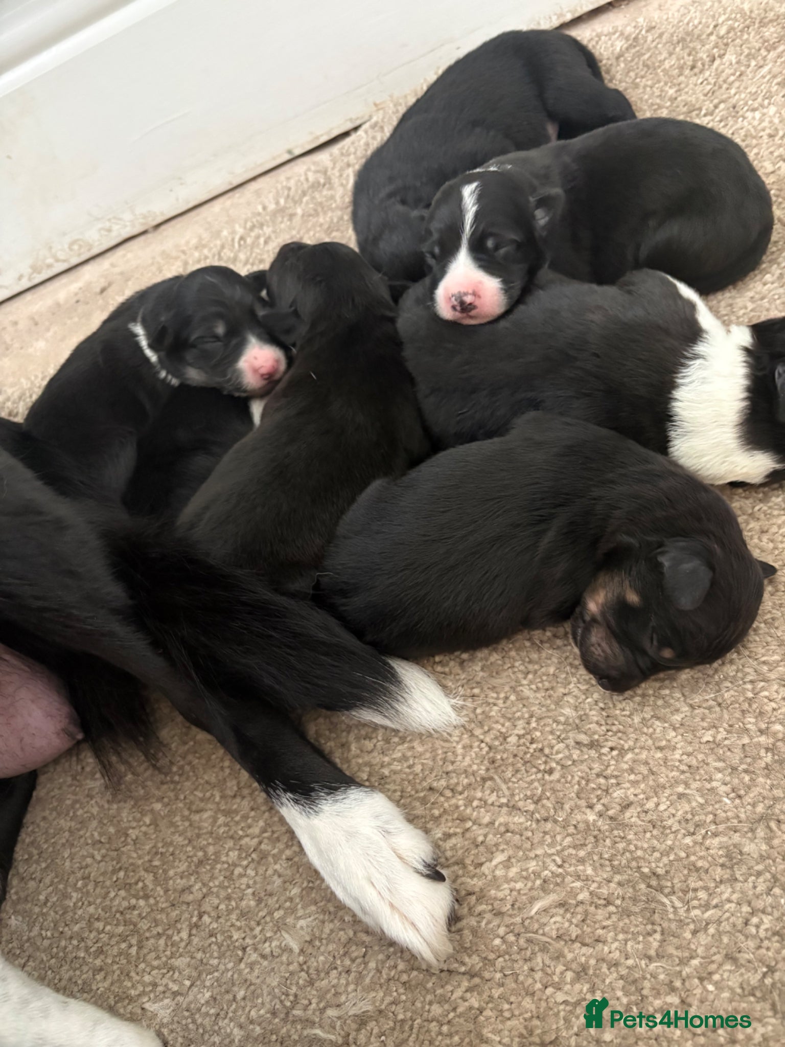 Mixed Breed dogs Beautiful Collie x Kelpie puppies available! - Advert 6
