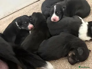 Mixed Breed dogs Beautiful Collie x Kelpie puppies available! - Advert 6