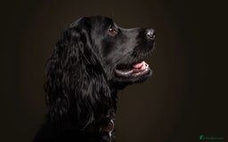 Cockapoo dogs for stud: F1B Cockapoo (looks like spaniel father) for stud - Image 3
