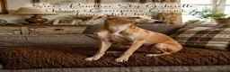 Italian Greyhound dogs for sale: Beautiful Italian Greyhound Puppies – 2 Girls, Boy - Advert 6