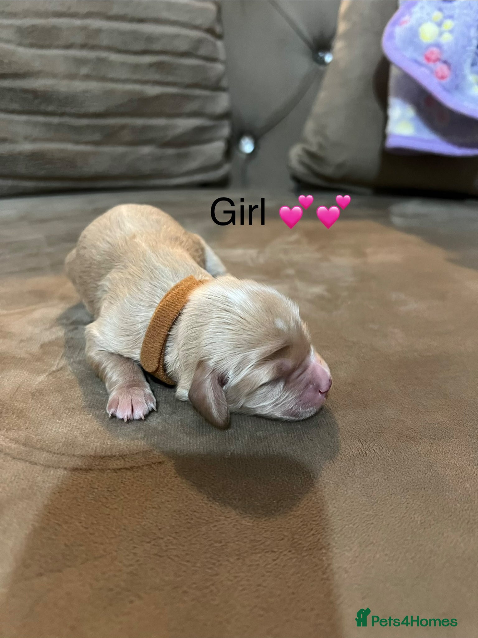 Cavapoo dogs for sale: 5 beautiful cavapoos ready in July 🐶🐶 - Advert 12