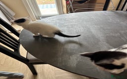 Mixed Breed cats for sale: Kittens for sale - Image 12