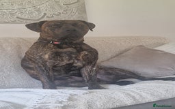 Presa Canario dogs for sale: Gorgeous pressa canario  - Advert 6