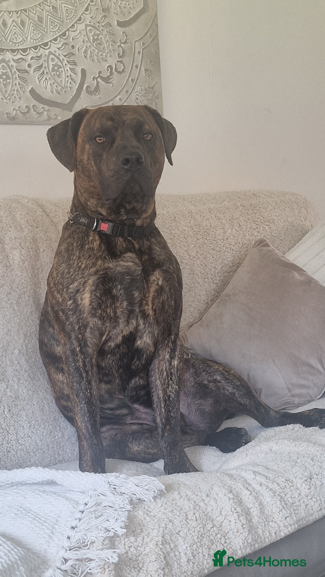 Presa Canario dogs for sale: Gorgeous pressa canario  - Advert 6