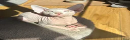 Sphynx cats for sale: Beautiful Sphynx Boy 😊 - Advert 2