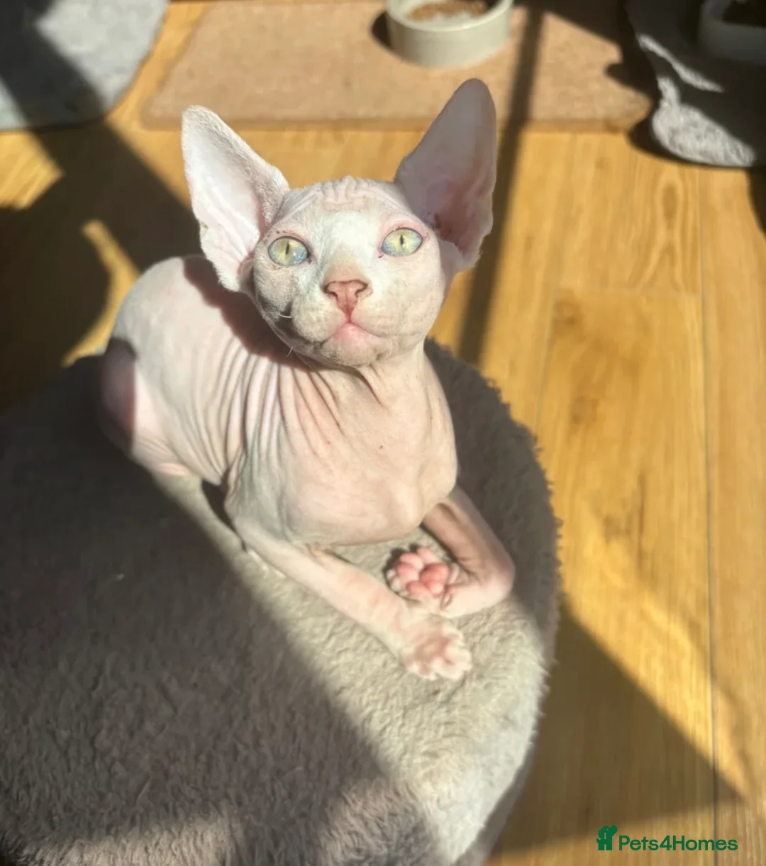 Sphynx cats for sale: Beautiful Sphynx Boy 😊 - Advert 2