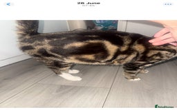 Mixed Breed cats for sale: Tabby and grey kittens  - Image 9