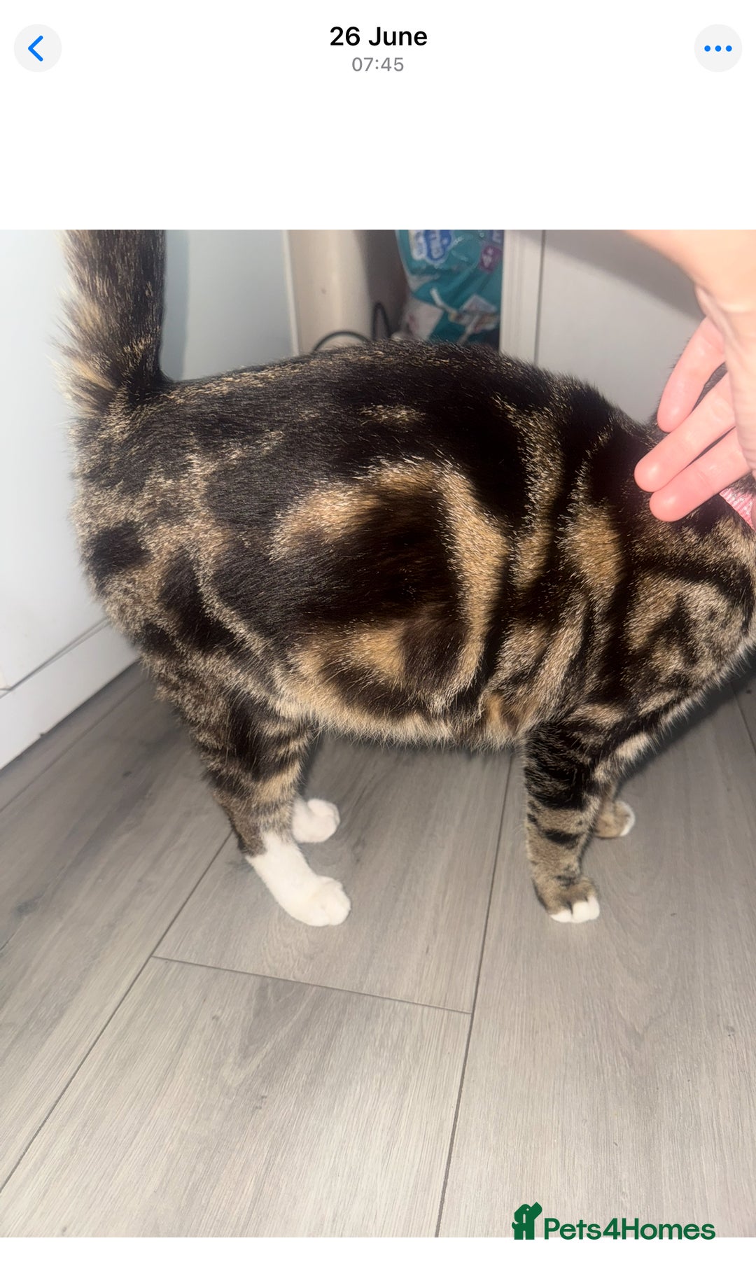 Mixed Breed cats for sale: Tabby and grey kittens  - Image 9