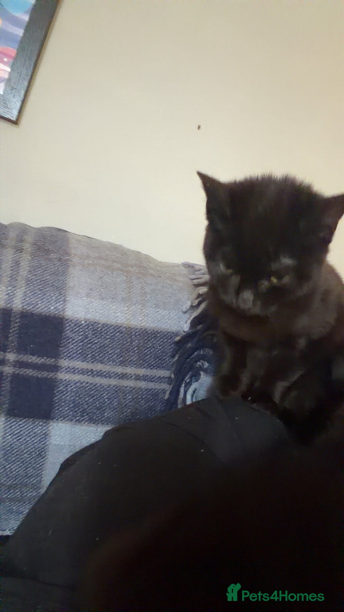 British Shorthair cats Kittens for sale - Advert 1