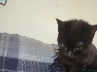 British Shorthair cats Kittens for sale - Advert 1