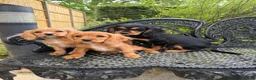 Cockalier dogs for sale: Cavalier x cocker pups 3 boys ready now  - Advert 5