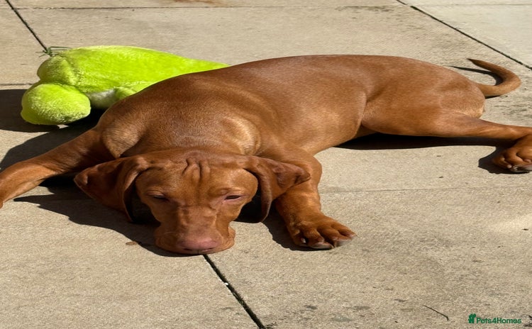 Hungarian Vizsla dogs - Advert 1