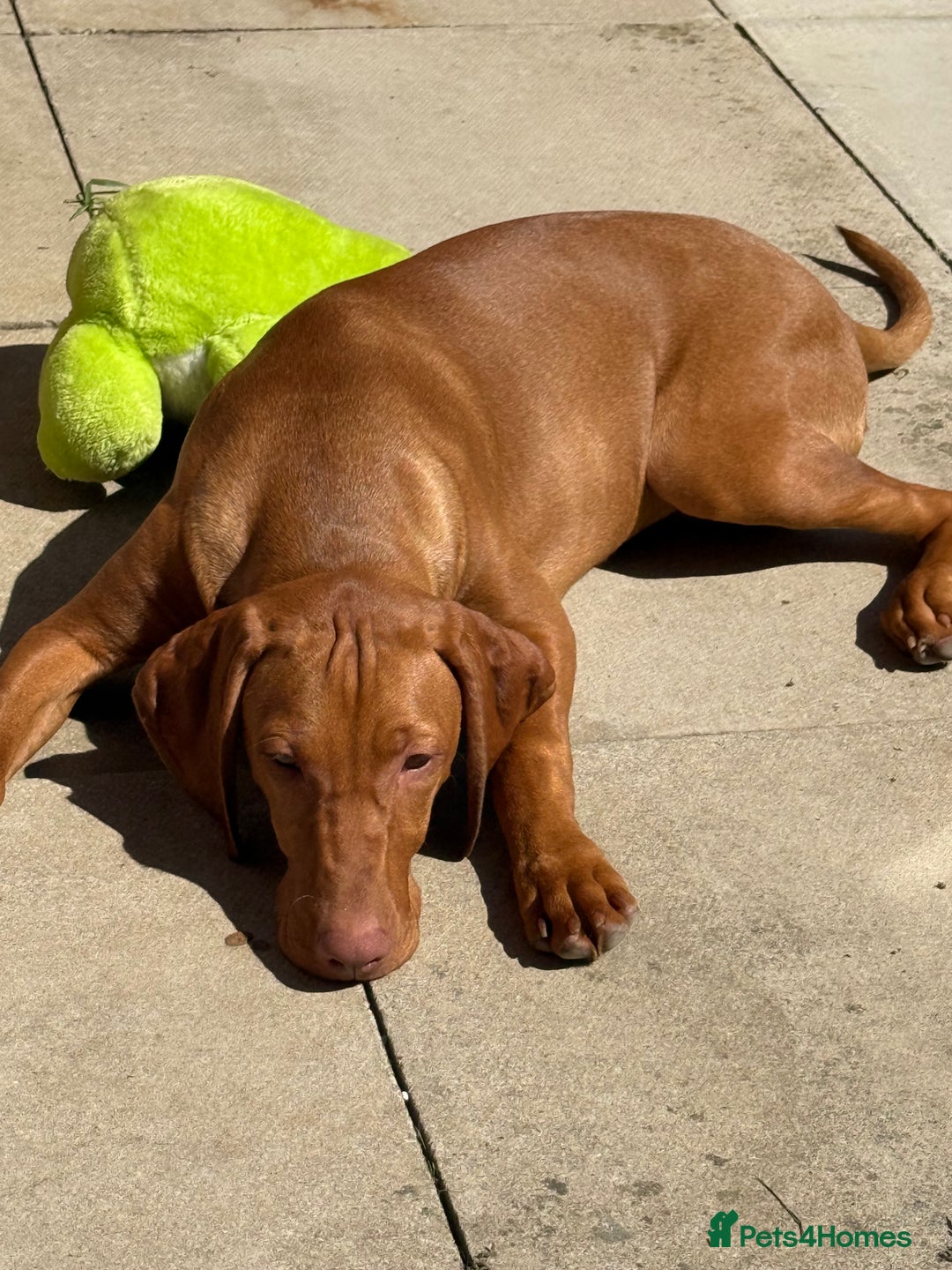 Hungarian Vizsla dogs for sale: Beautiful Hungarian Vizsla Bitch Puppy - Image 1